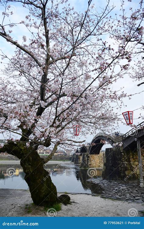 Iwakuni sakura stock image. Image of light, asian, tree - 77953621