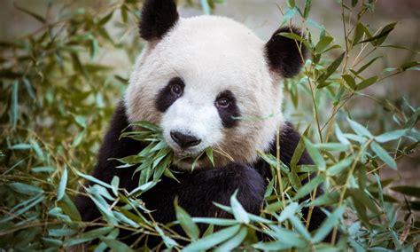 Why Do Pandas Eat Bamboo If They are Carnivores