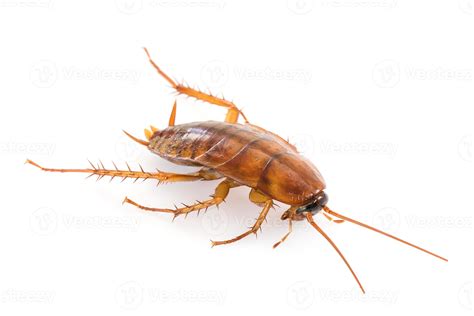 Close up dead cockroach on white 12723835 Stock Photo at Vecteezy