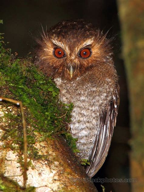 Long-whiskered Owlet, Xenoglaux loweryi, Northern Peru by Adam Riley ...