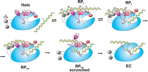 In The Diagram Below Showing Bacterial Rna Polymerase What Is Indicated ...