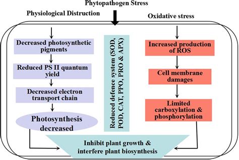 Frontiers | ROS and Oxidative Response Systems in Plants Under Biotic ...