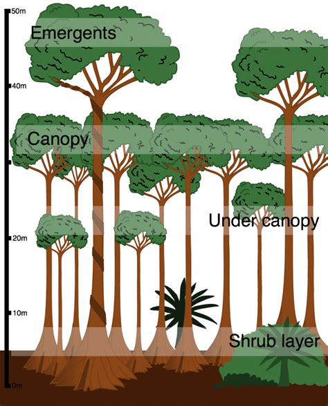 What is the structure of the tropical rainforest? - Internet Geography