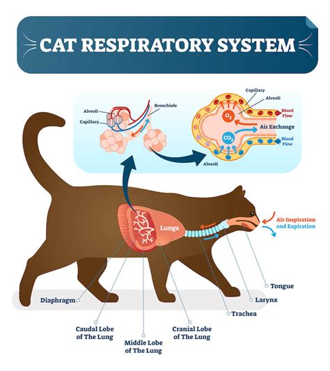 Symptoms And Treatment Options For Feline Asthma | Kingsdale Animal ...