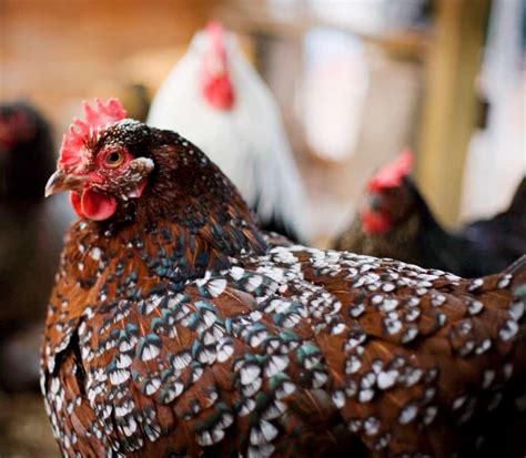 10 Best Chicken Breeds for Beginners