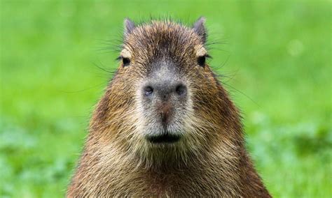 Capybara Poop: Everything You've Ever Wanted to Know - A-Z Animals