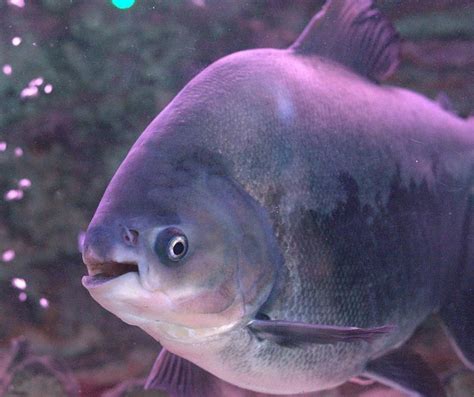 Pacu Fish: Size, Care, Lifespan, Tank Mates | MeeThePet