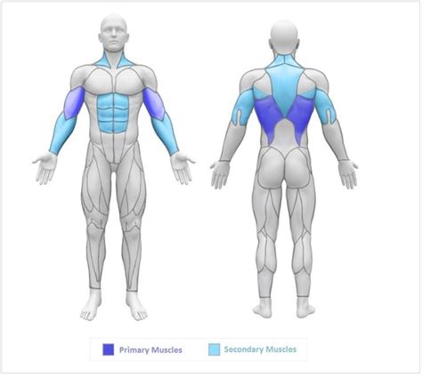 Chin Ups Muscles Worked - In depth Look at Each Muscle