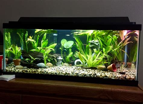 20 Gallon Long Tank | Fish aquarium decorations, Fish tank terrarium ...