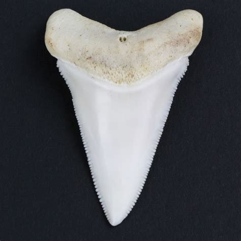 Great White Shark Tooth - Carcharodon carcharias - 5.3cm - Catawiki