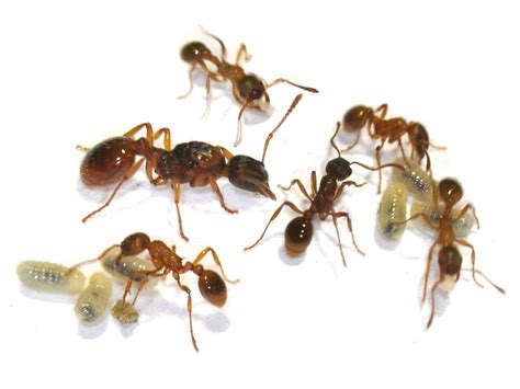 ANTSTORE - Ameisenshop - Ameisen kaufen - Myrmica rubra