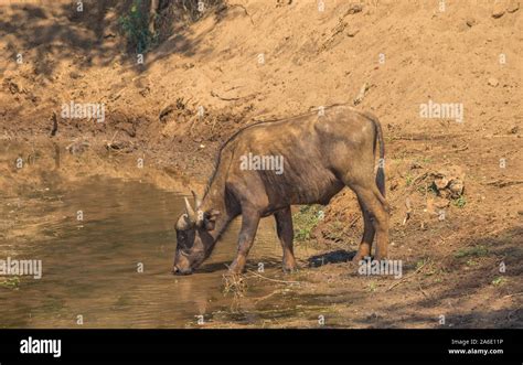 African buffalo drinks water from a small stream in the wilderness ...