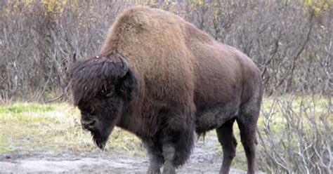 Wood bison could be reintroduced to Alaska