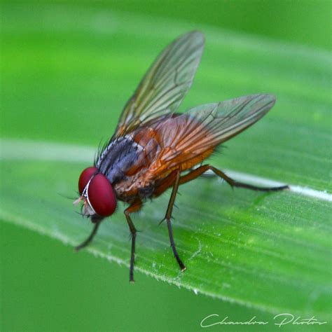 Albums 105+ Pictures Insects Photos - Photo Stock Superb