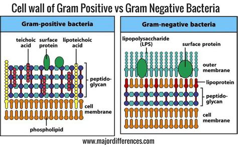 10 Differences between Cell wall of Gram positive and Gram negative ...