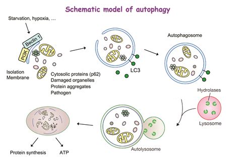 Autophagy; Autophagocytosis