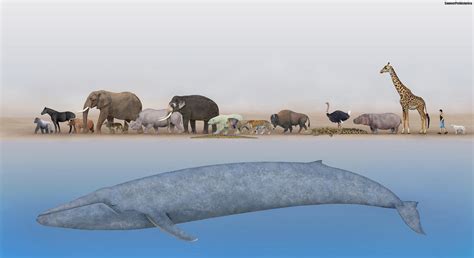 Animals Size Comparison by SameerPrehistorica on DeviantArt