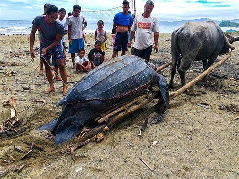 Giant leatherback sea turtle found dead in Camarines Sur