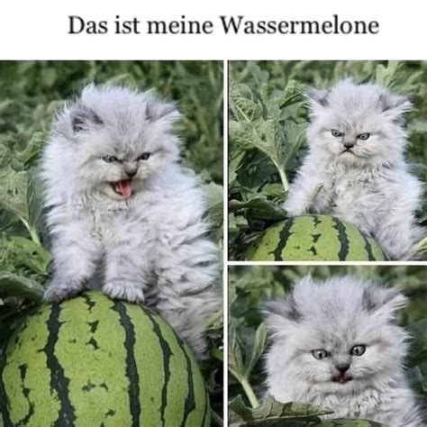 “This is my watermelon” : r/Catmemes