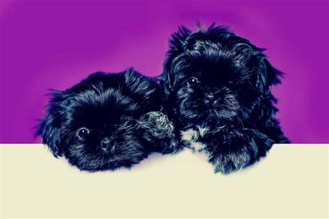 Blue Shih Tzu – Everything About Adorable And Rare Shih Tzu Puppies