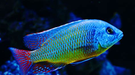 Protomelas Taeniolatus (Red) Super Red Empress Cichlid | Cichlids ...