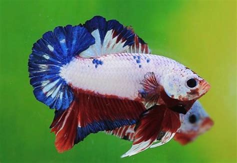 Breeding Betta Fish | Best Step By Step Guide