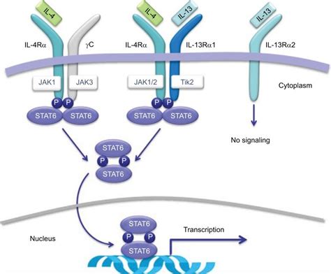 Receptor signaling for IL-4 and IL-13. Notes: In hematopoietic cells ...