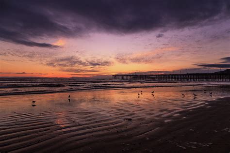 Seagull sunset Photograph by Roni Hasenpflug - Fine Art America