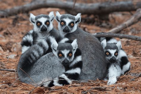 Ring Tailed Lemur – Facts, Habitat, Diet, Pictures