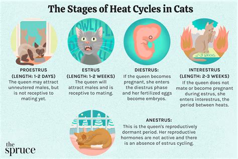 Pregnancy Cycle Of A Cat