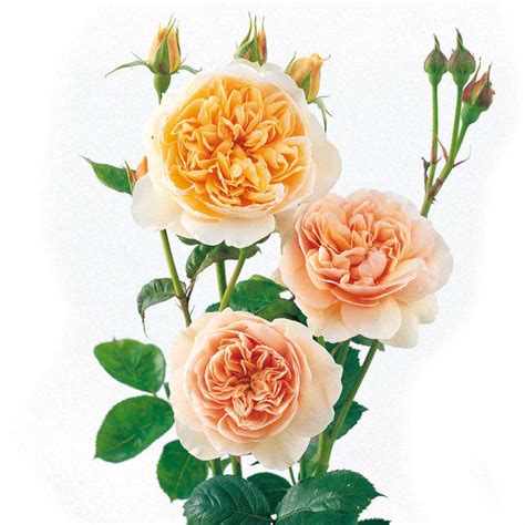 All About Sweet Juliet Rose, the World's Most Expensive Flower - HubPages