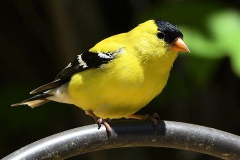 16 Amazing Yellow And Black Birds In The World - Red Rock Scenic By Way