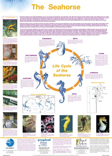 Seahorse Life Cycle - La Tene Maps