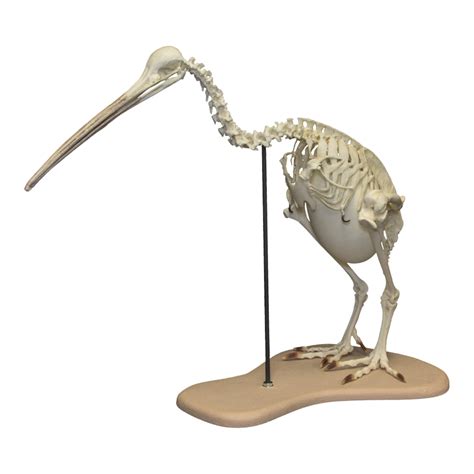 Replica Brown Kiwi Articulated Skeleton | Kiwi, Brown, Skeleton