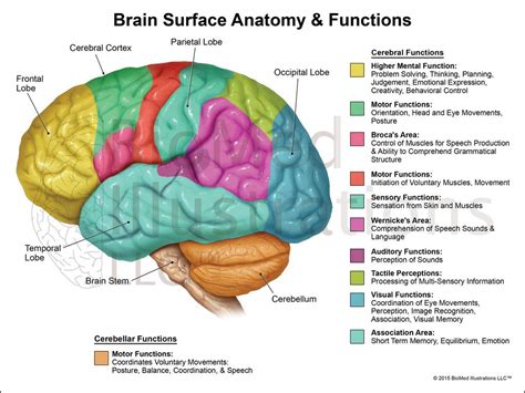 Pin by Ronald Whistler on SCIENCE in 2020 | Brain anatomy, Brain ...