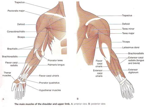 Diagram Muscles Of The Upper Limb Anatomy Human Arm Muscles ...