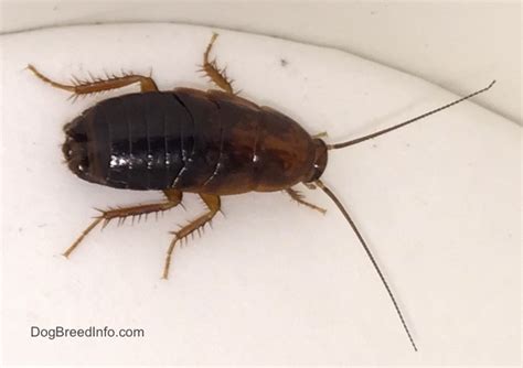 Pictures of the Cockroach along with information, nicknamed Waterbug