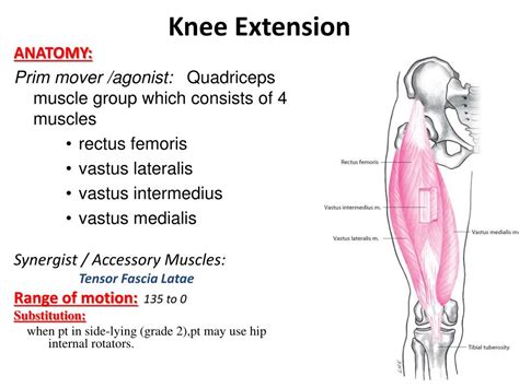 Knee Flexor Muscles