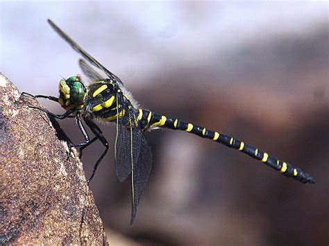 Golden-ringed Dragonfly Cordulegaster boltonii