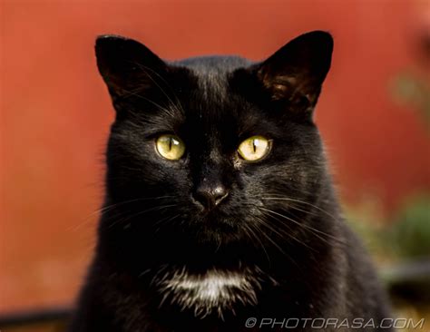 black cat with white chest - Photorasa Free HD Photos