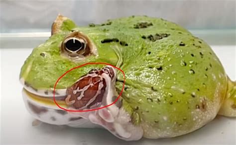 “Unbelievable Feat: Green Frog Conquers Snake in a Terrifying Challenge ...