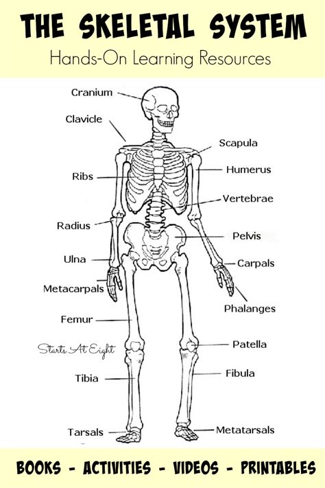 skeletal system