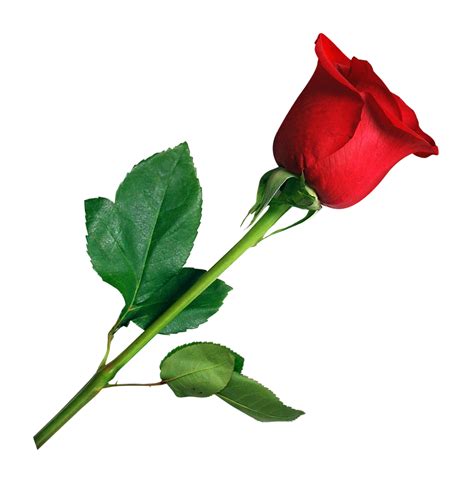 Rose PNG HD Transparent Rose HD.PNG Images. | PlusPNG