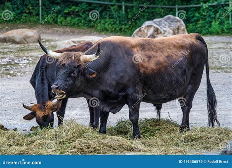 Heck Cattle, Bos Primigenius Taurus or Aurochs in the Zoo Stock Image ...