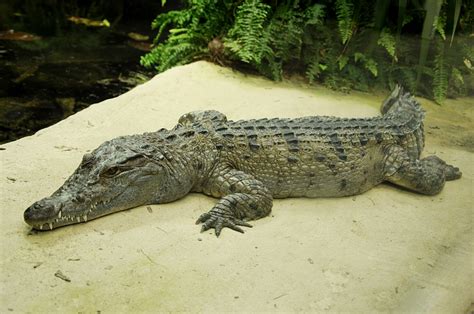 Philippine Crocodile Facts and Pictures