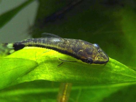 Otocinclus Catfish (Otocinclus macrospilus) | Catfish, Best water ...