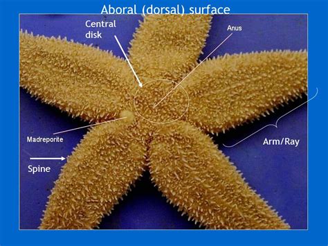 Anatomy Of A Starfish