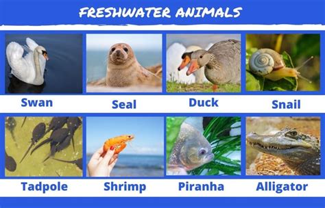 80+ Freshwater Animals and Plants: List With Pictures | Animals' Space