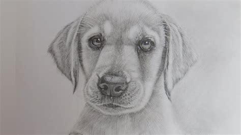 44 Realistic Pencil Sketch Cute Puppy Drawing | Images and Photos finder