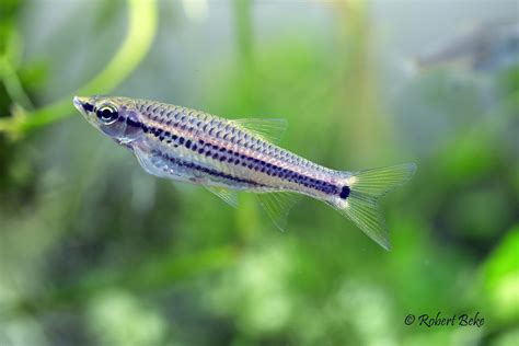 Rasbora cephalotaenia | Akvaristika i teraristika